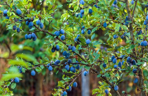 10 BEST Fruit Trees To Grow In Hardiness Zone 8 (2023 Guide) - The ...