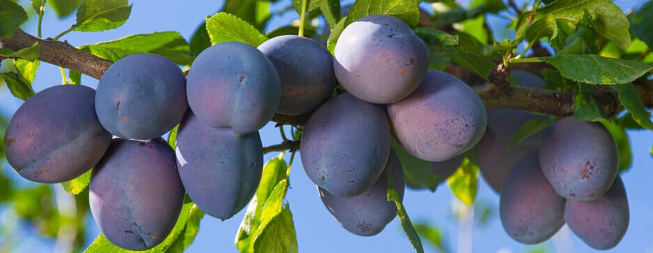 What fruit trees will grow in eagle idaho