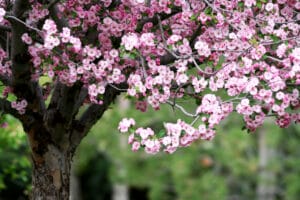 10 BEST Trees to Grow in Saskatchewan (2023 Guide) - The Gardening Dad