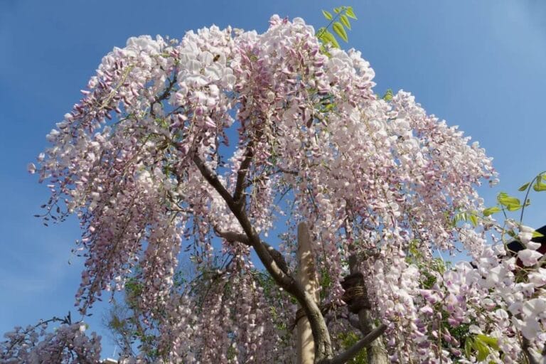 10 BEST Trees to Grow in Saskatchewan (2023 Guide) - The Gardening Dad