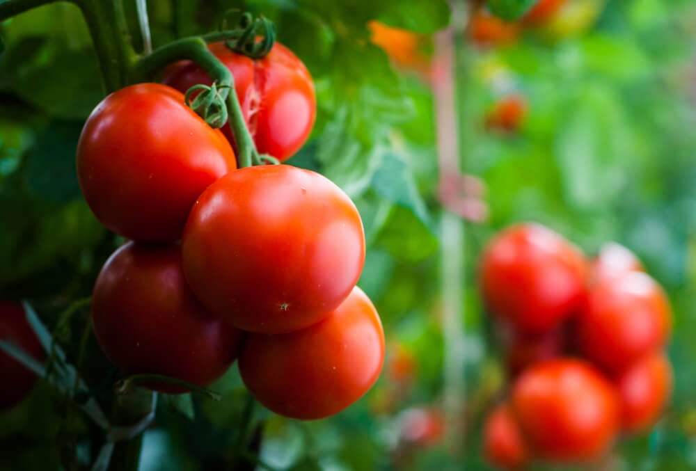 harvesting tomatoes