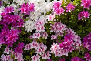 10 BEST Shrubs to Grow in Hardiness Zone 7 (2023 Guide) - The Gardening Dad