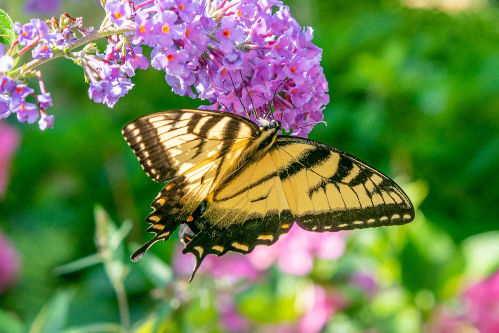 butterfly bush