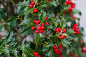 10 BEST Shrubs to Grow in Hardiness Zone 7 (2023 Guide) - The Gardening Dad