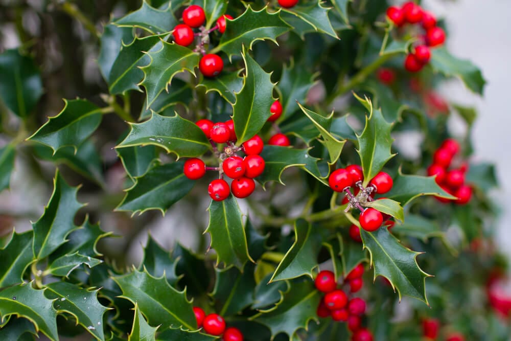 holly bush