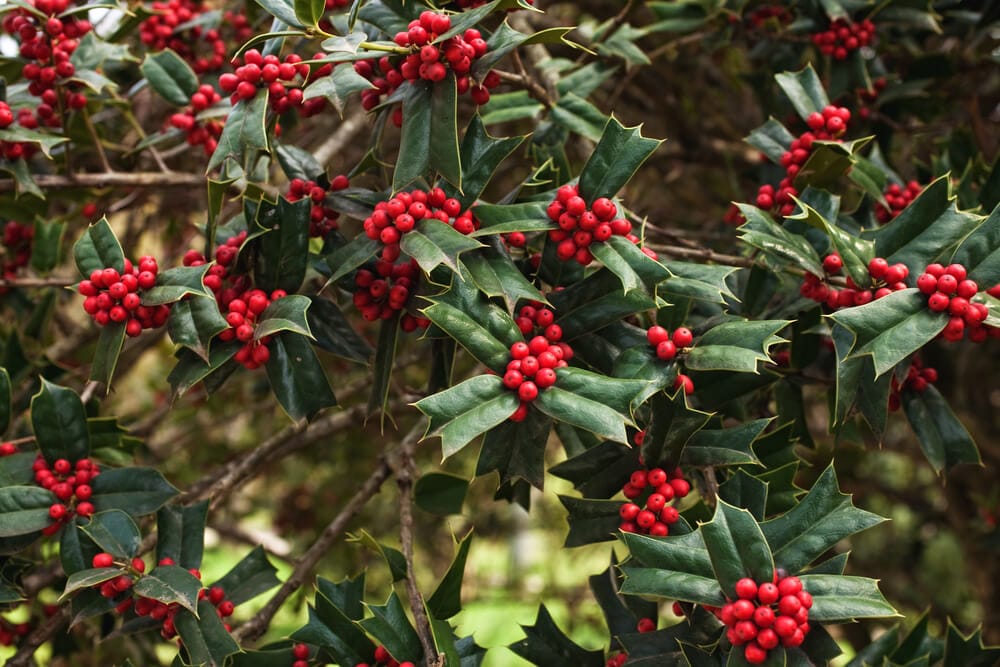 Holly Bush