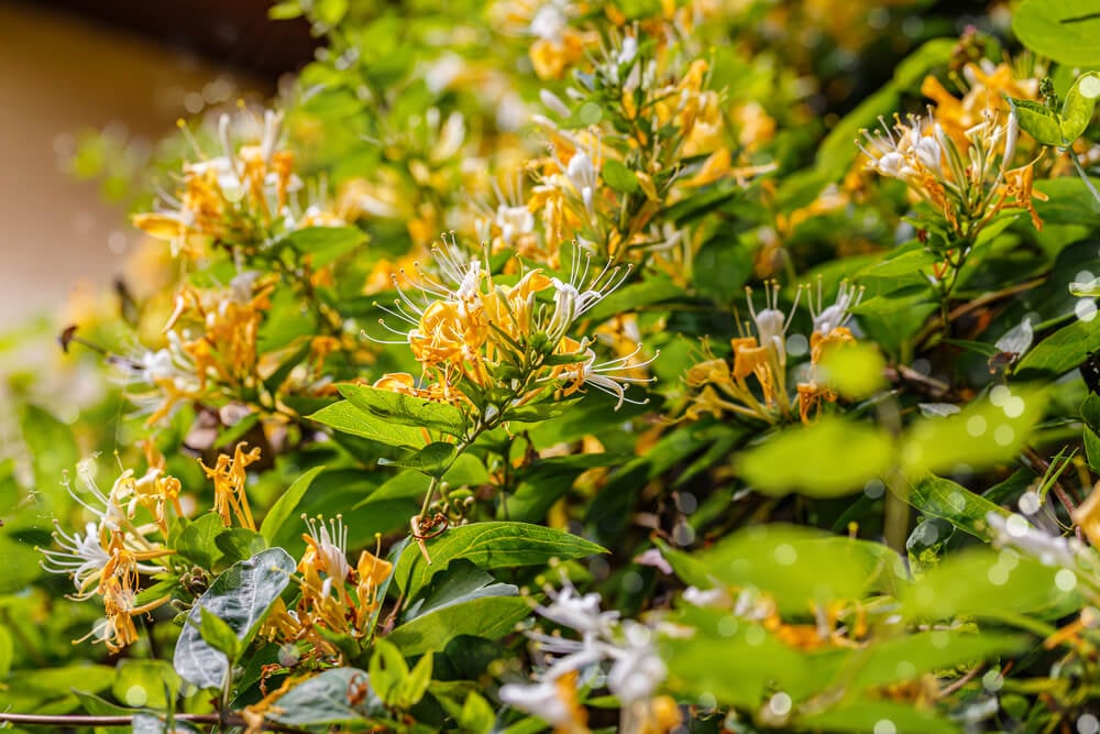 honeysuckle bush