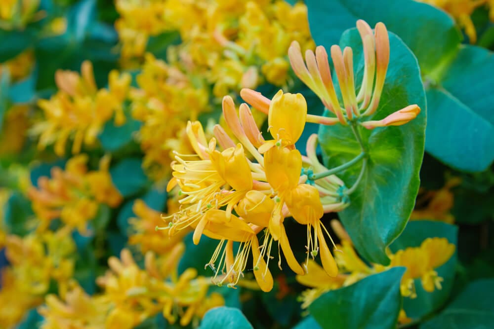 honeysuckle bush