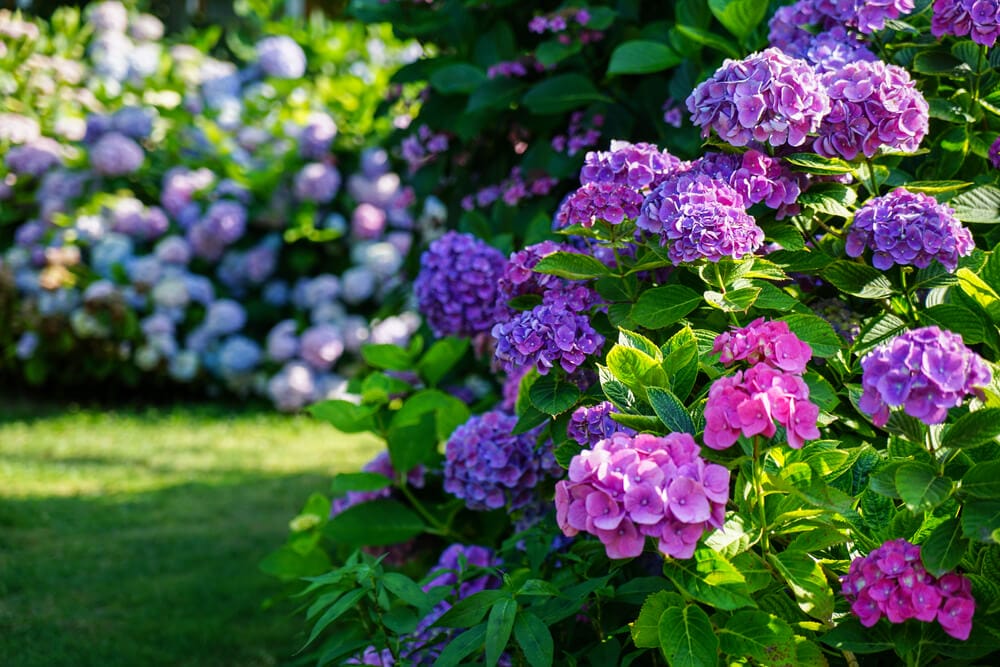 hydrangea shrub