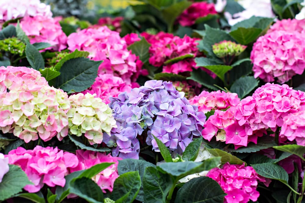 hydrangea