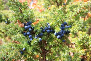 10 BEST Shrubs to Grow in Hardiness Zone 7 (2023 Guide) - The Gardening Dad