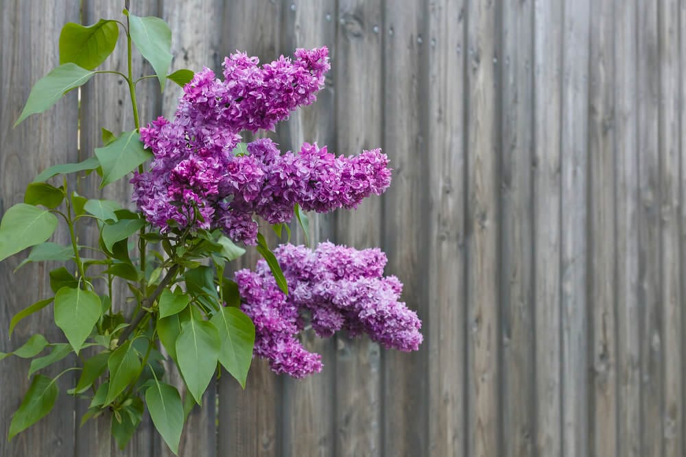 lilac bush