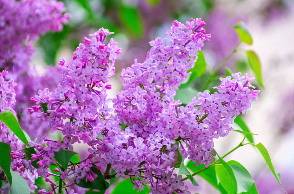 lilac bush