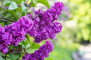 10 BEST Shrubs to Grow in Hardiness Zone 7 (2023 Guide) - The Gardening Dad