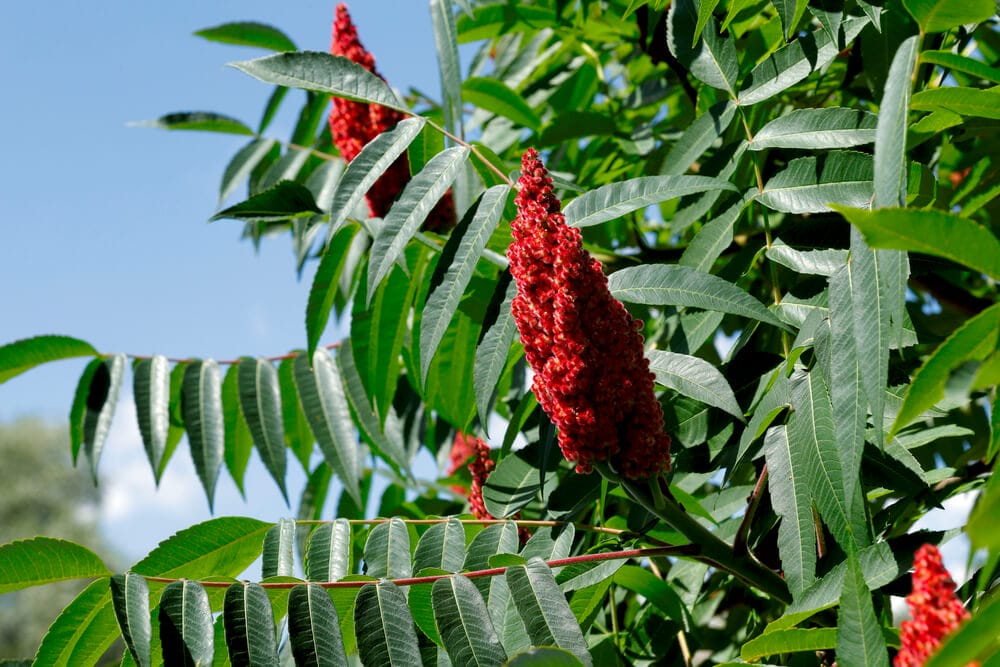 sumac