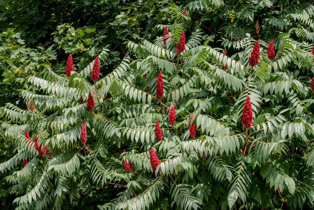 sumac shrub