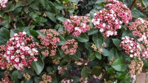 10 BEST Shrubs to Grow in Hardiness Zone 7 (2023 Guide) - The Gardening Dad