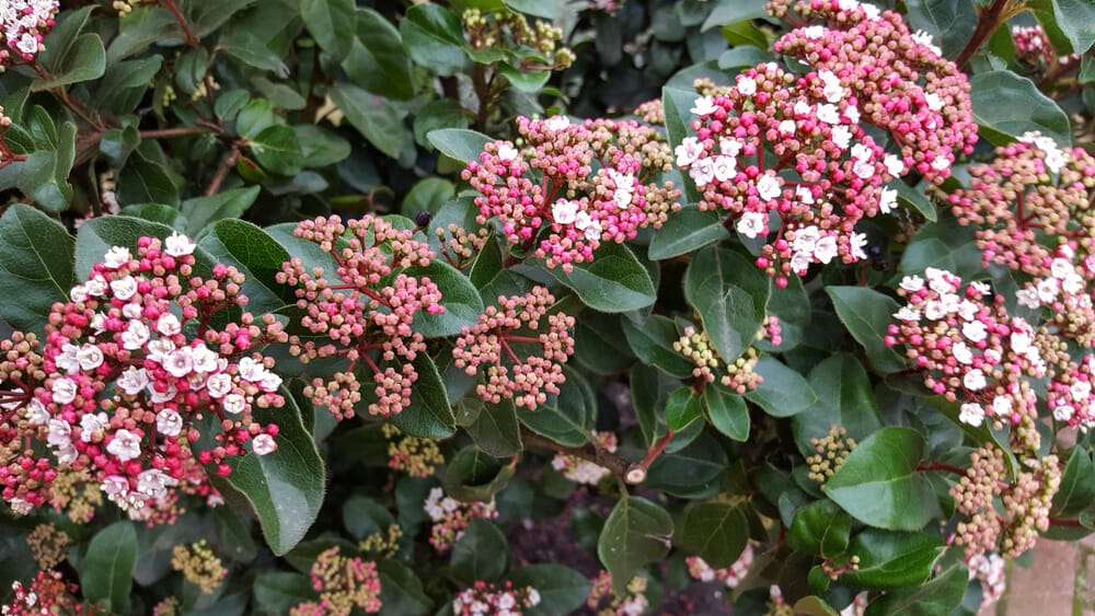 Viburnum shrub