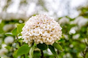10 BEST Shrubs to Grow in Hardiness Zone 7 (2023 Guide) - The Gardening Dad