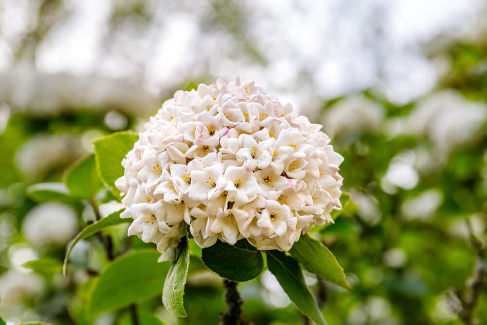 Viburnum