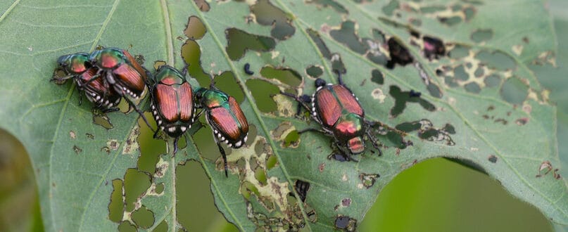 Japanese Beetle Damage