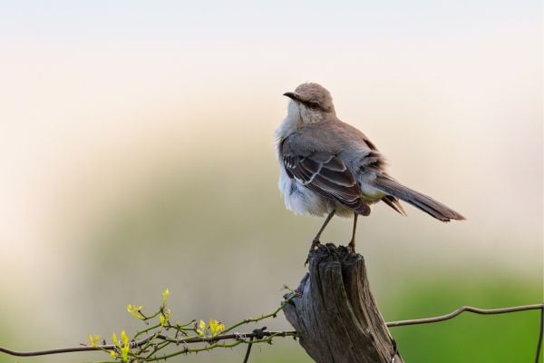 mockingbird on fencepost