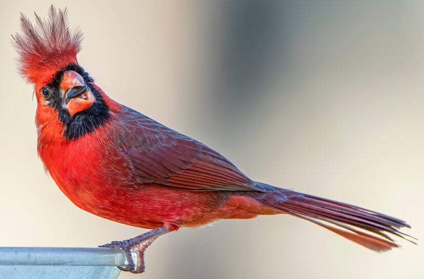 cardinal bird