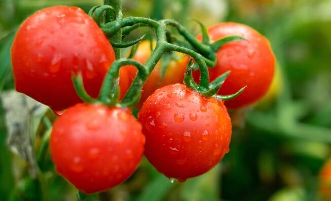 cherry tomatoes