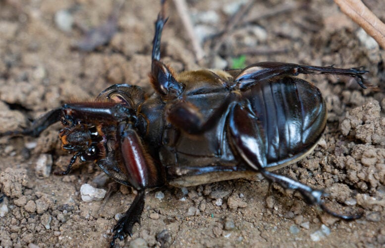 dead japanese beetle