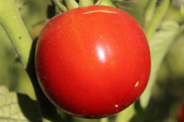 early girl tomato