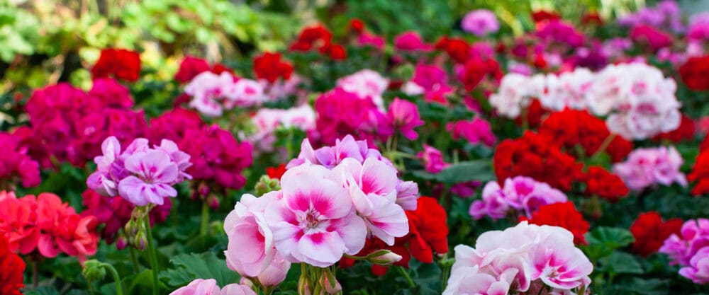 geraniums