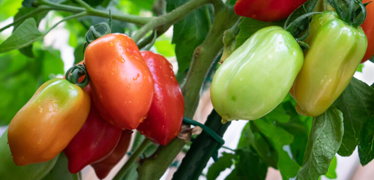 10 BEST Vegetables to Grow in Iowa Spring (2023 Guide) - The Gardening Dad