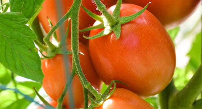 roma tomato