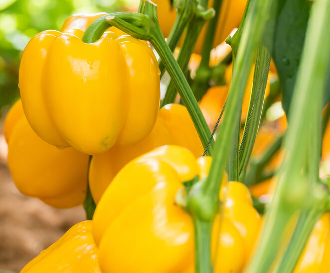 Bell Peppers