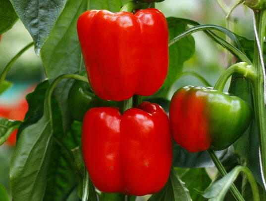 bell peppers