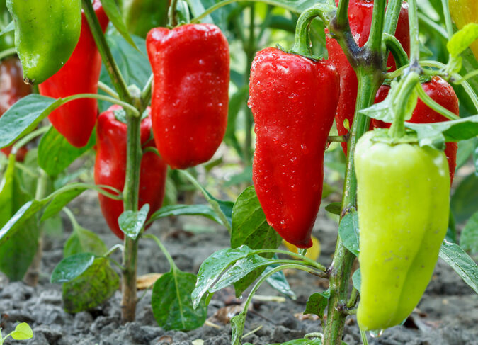 bulgarian peppers