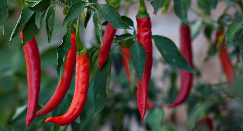 cayenne peppers