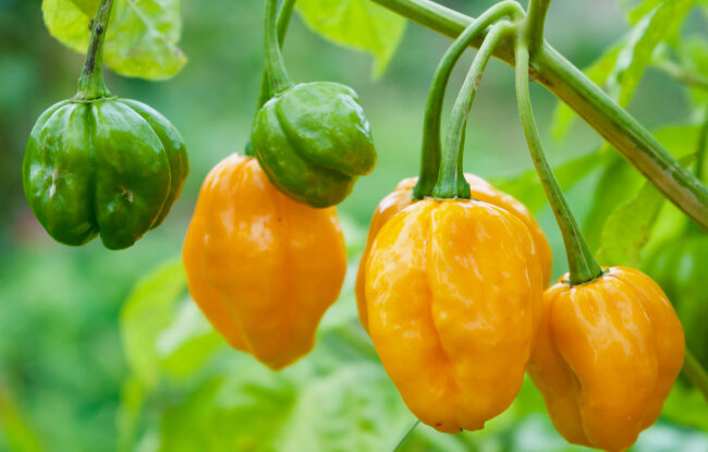 Habanero Peppers