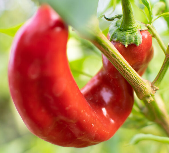 Italian Pepper