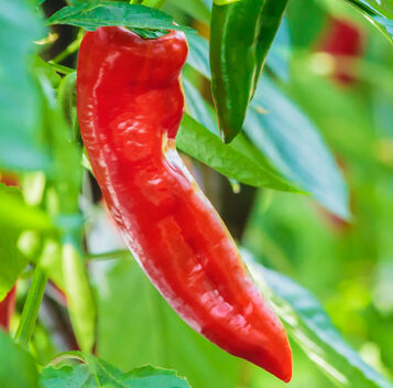 Italian Peppers