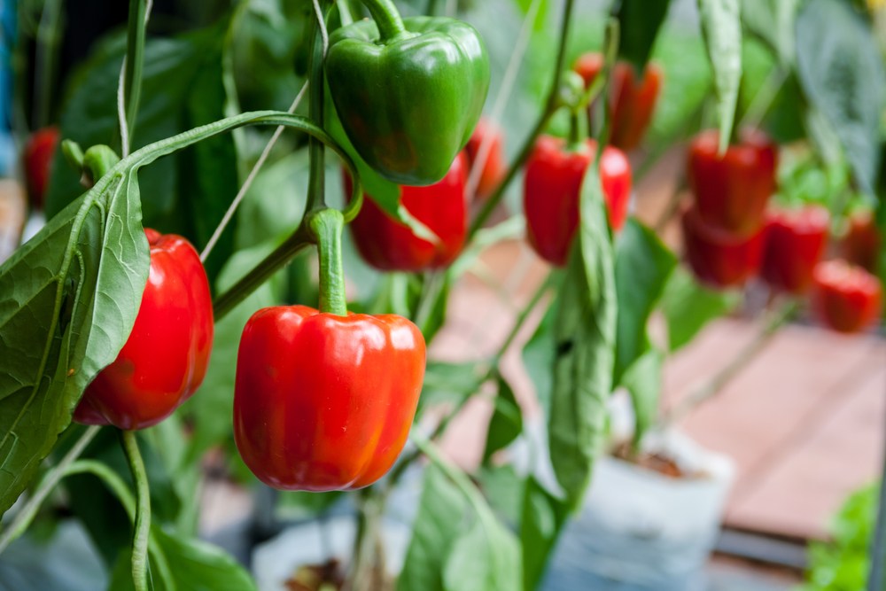 peppers growing