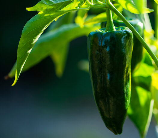 poblano pepper