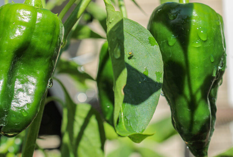 poblano peppers