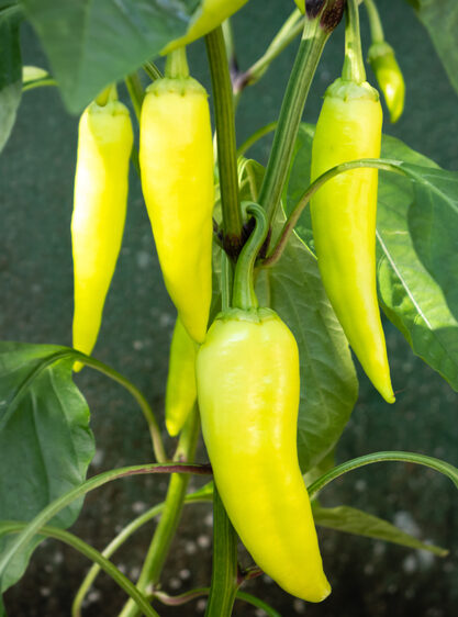 banana peppers