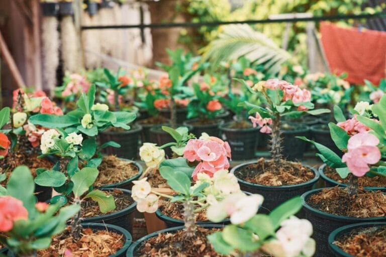 11 BEST Succulents for Beginners (2023 Guide) - The Gardening Dad