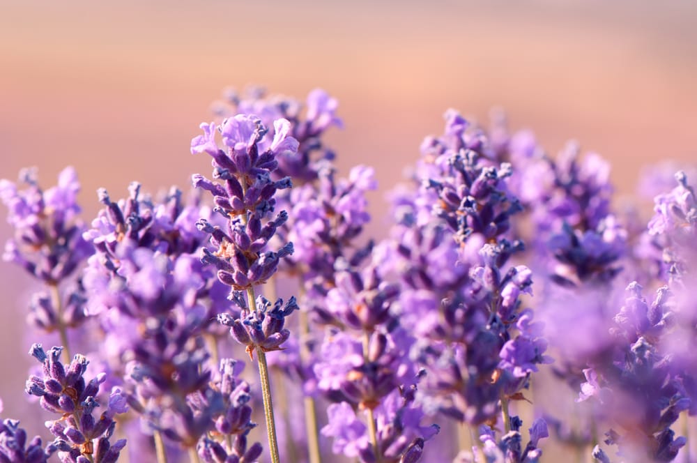 lavender plant