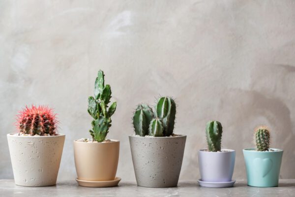 10 BEST Succulents to Grow in Arizona (2023 Guide) - The Gardening Dad