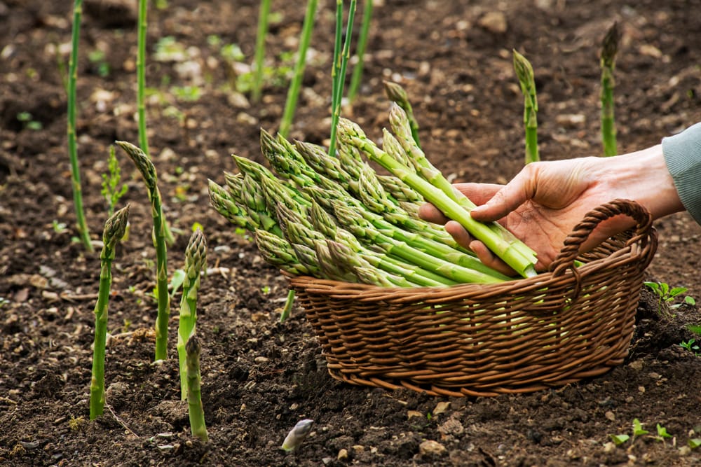 asparagus