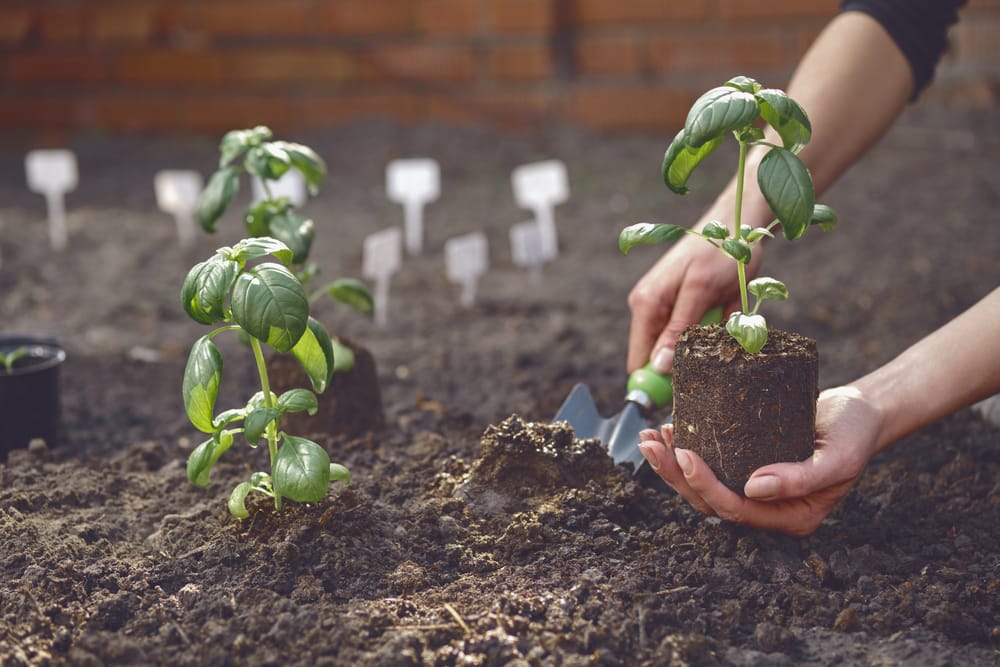 caring for basil