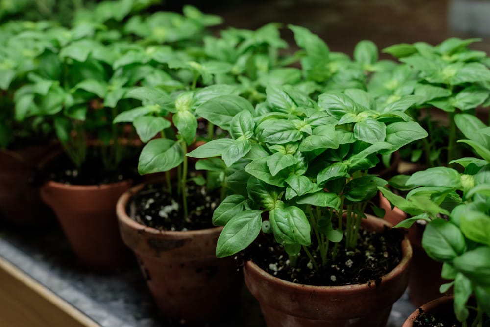 basil growing